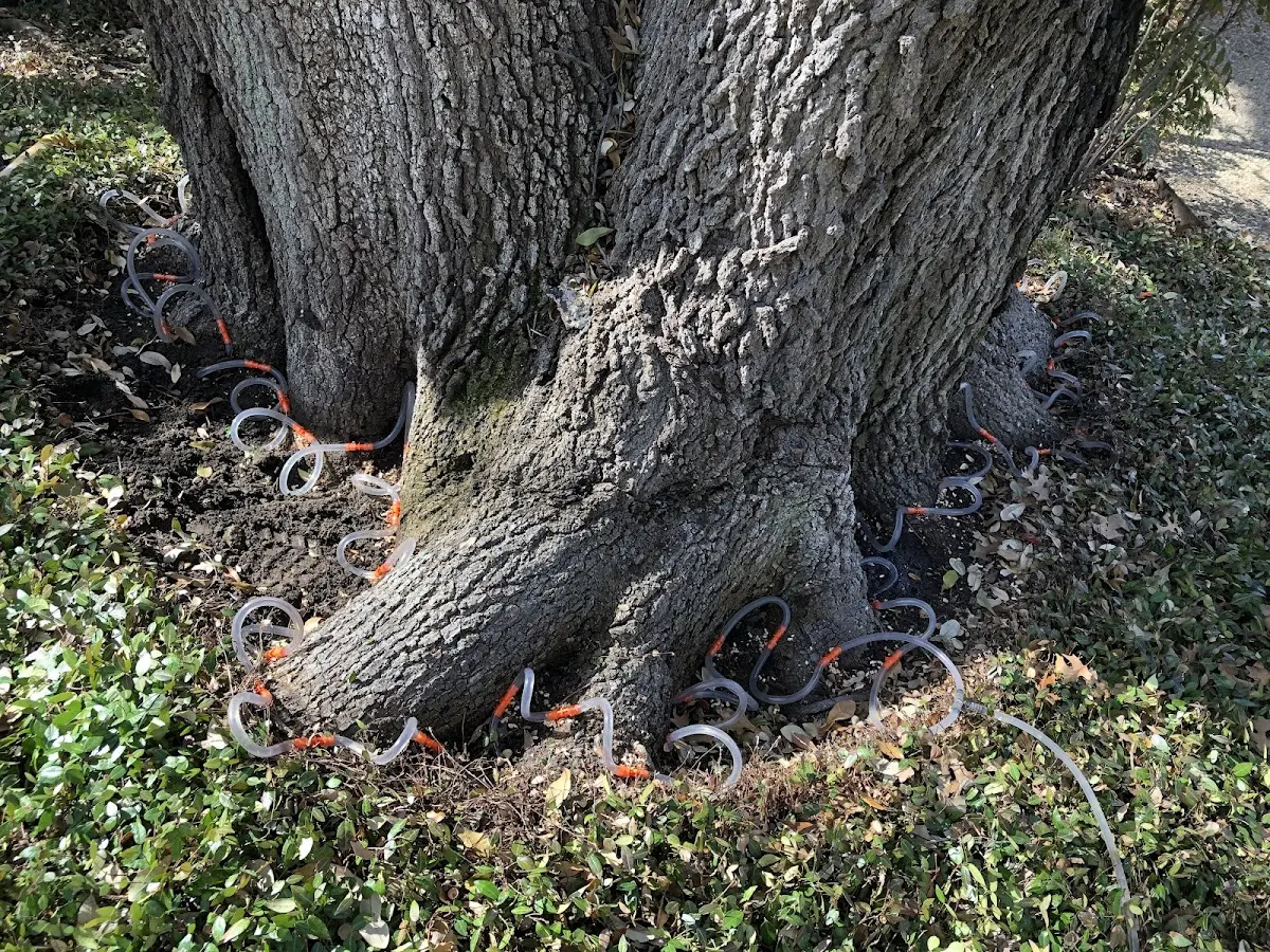 Detailed Tree Cabling and Bracing job site in Lillie