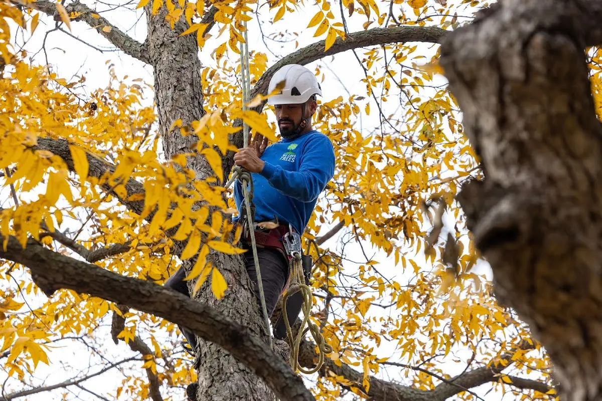 Skilled Tree Pruning crew working in Lillie
